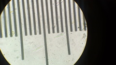 Dicephalospora rufocornea