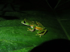 Agalychnis psilopygion