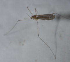 Gonomyia sulphurella