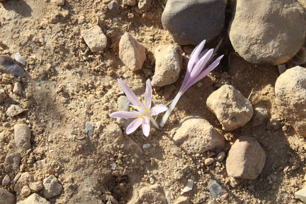 Colchicum tunicatum, ערד, ישראל