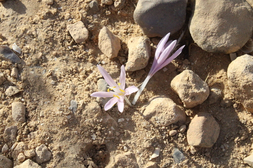 Colchicum tunicatum
