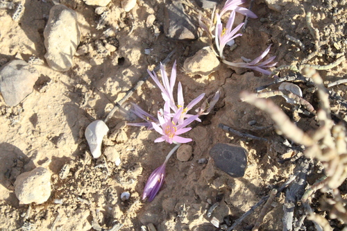 Colchicum tunicatum