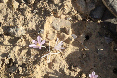 Colchicum tunicatum