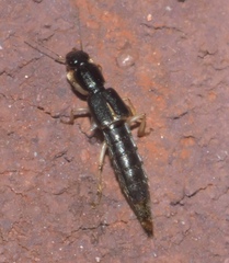 Pinophilus