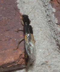 Pinophilus