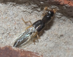 Pinophilus