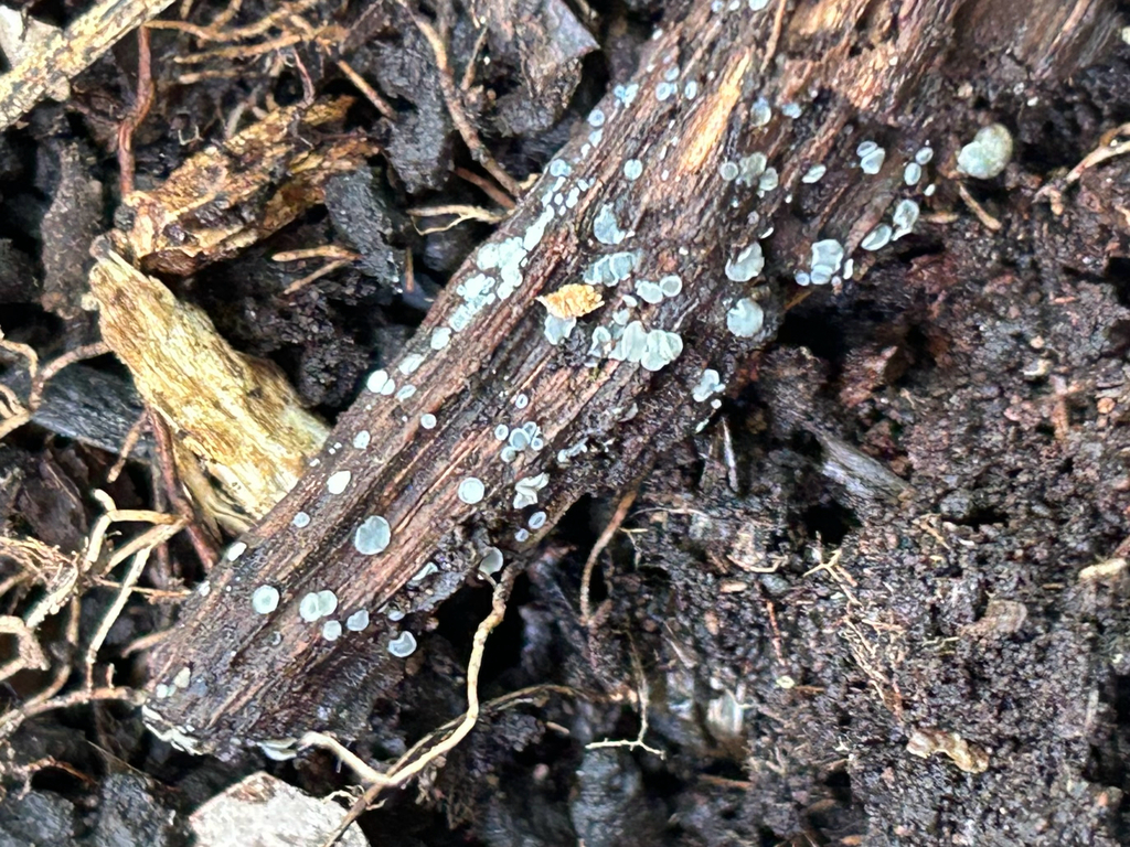 common grey disco from Bryn Mawr Ln, Dallas, PA, US on October 08, 2025 ...