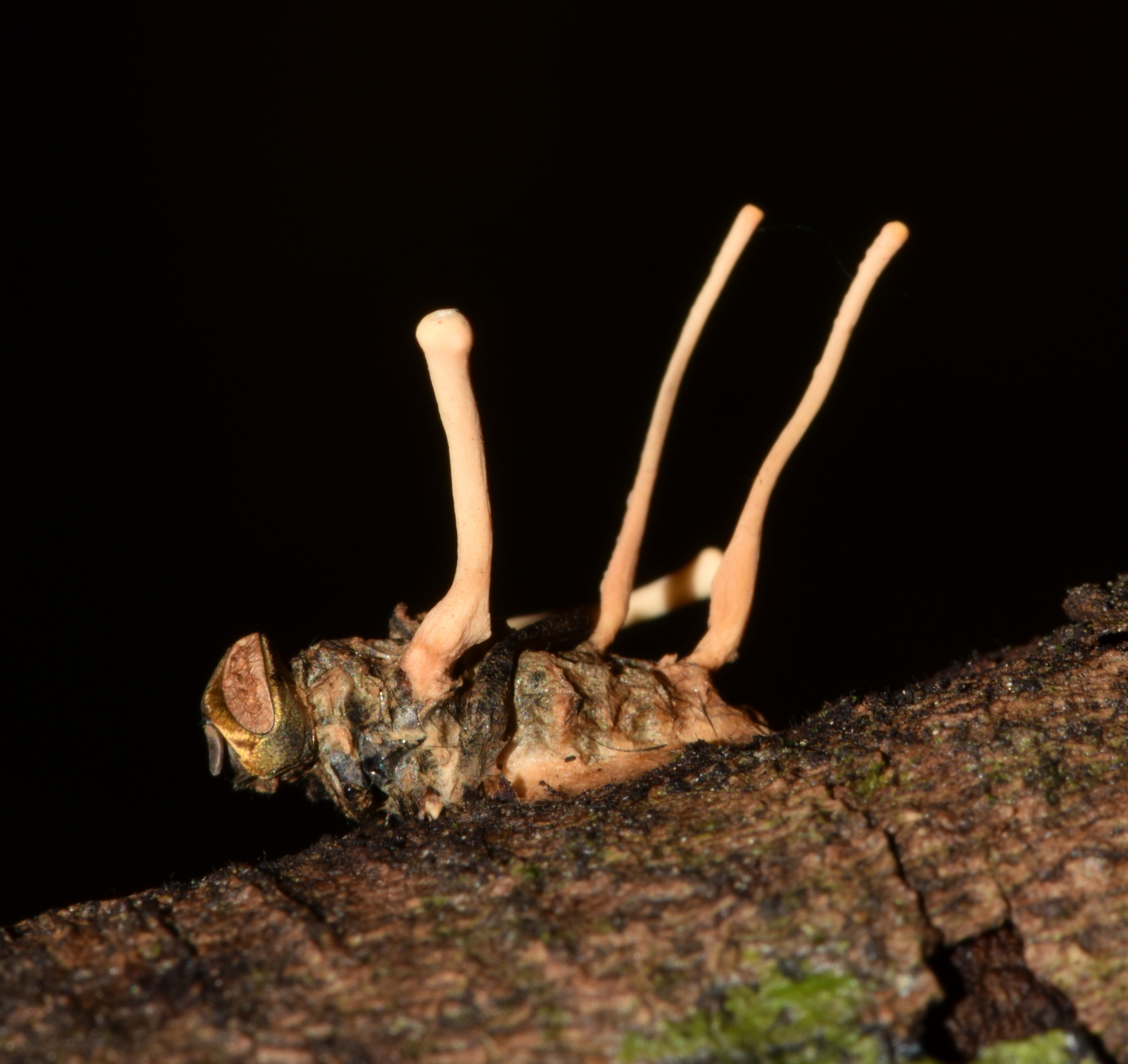 Ophiocordyceps image