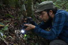 Ophiocordyceps dipterigena