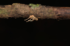 Ophiocordyceps dipterigena