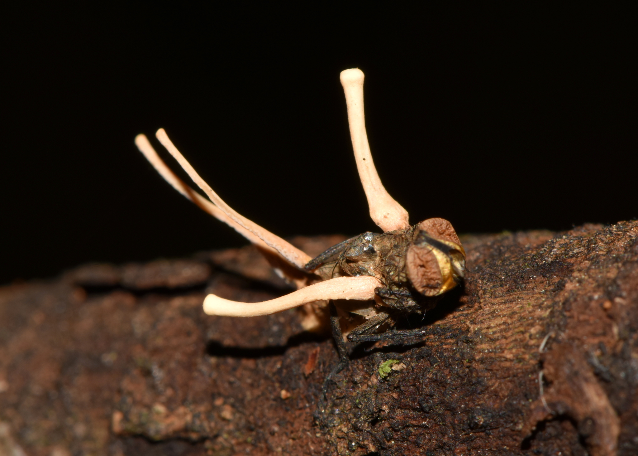 Ophiocordyceps dipterigena image