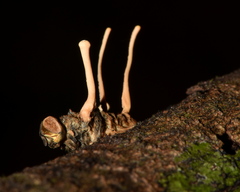 Ophiocordyceps dipterigena