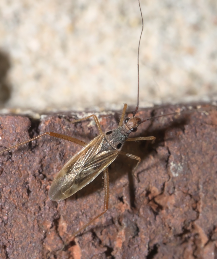 Collaria oculata