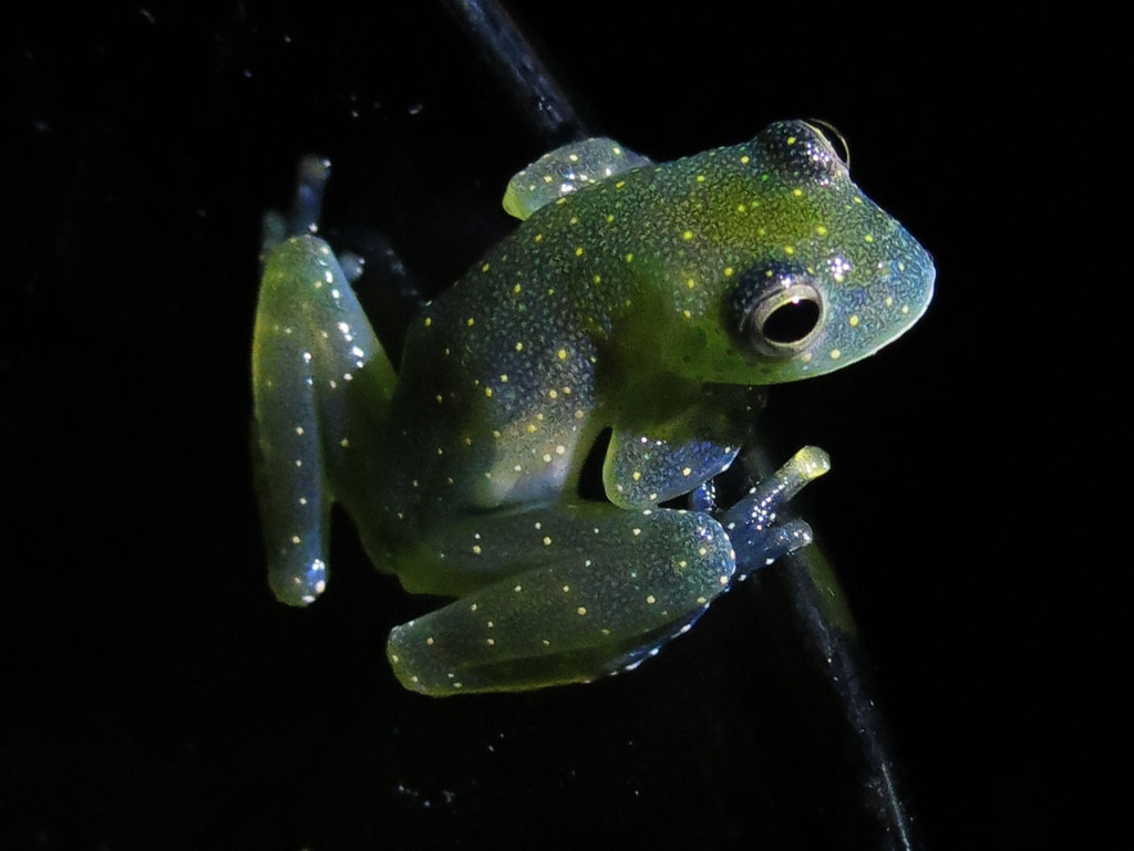 Mache Cochran Frog