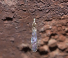 Gonomyia