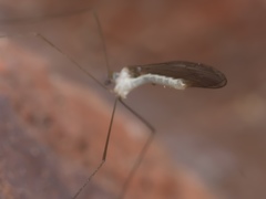 Gonomyia