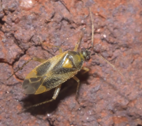 Plagiognathus salicicola