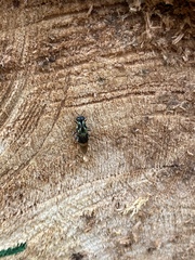 Isomerocera quadrilineata