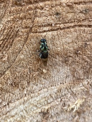 Isomerocera quadrilineata
