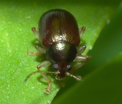 Rhabdopterus
