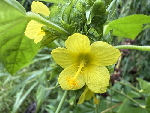 Malachra alceifolia