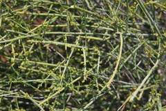 Lacomucinaea lineata