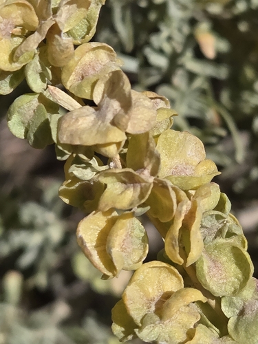 Fourwing Saltbush