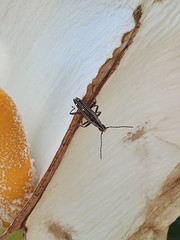 Navomorpha sulcata