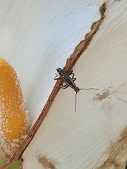 Navomorpha sulcata