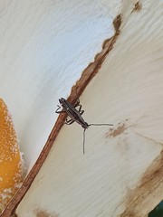Navomorpha sulcata