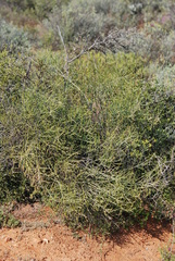 Lacomucinaea lineata