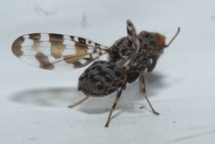 Pseudotephritis approximata
