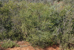 Lacomucinaea lineata