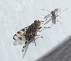 Pseudotephritis approximata