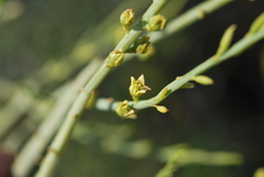 Lacomucinaea lineata