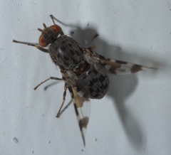 Pseudotephritis approximata