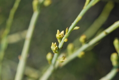 Lacomucinaea lineata