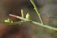 Lacomucinaea lineata