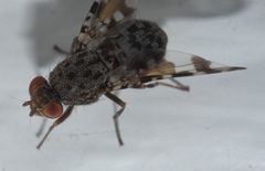 Pseudotephritis approximata
