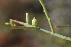 Lacomucinaea lineata