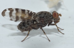 Pseudotephritis approximata
