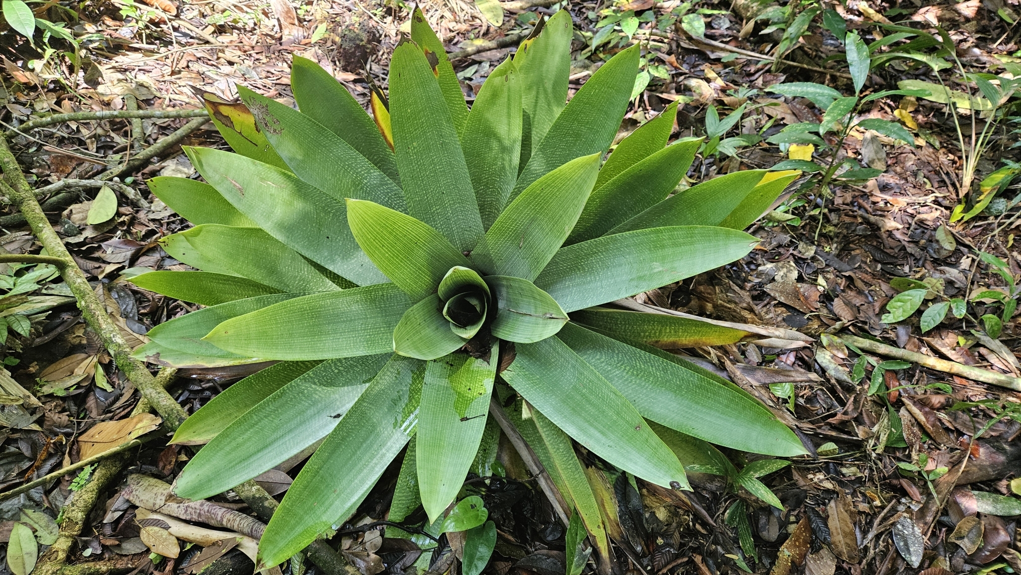 Vriesea gigantea