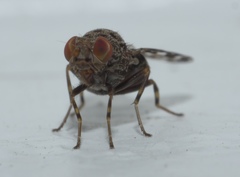 Pseudotephritis approximata