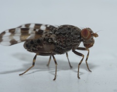 Pseudotephritis approximata