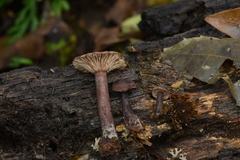 Lactarius areolatus