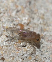 Hemipsocus chloroticus