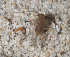 Hemipsocus chloroticus