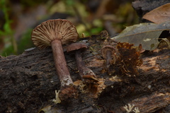 Lactarius areolatus