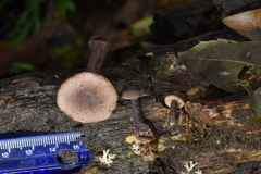 Lactarius areolatus