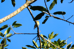 Empidonax flavescens
